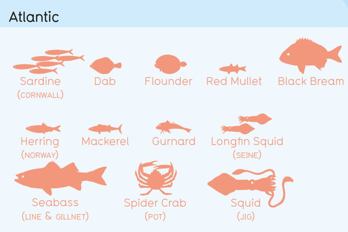 Which Fish?